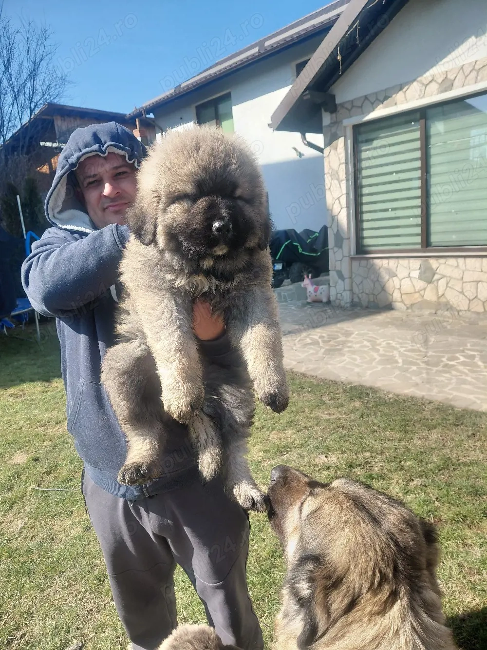 vand caini caucazieni