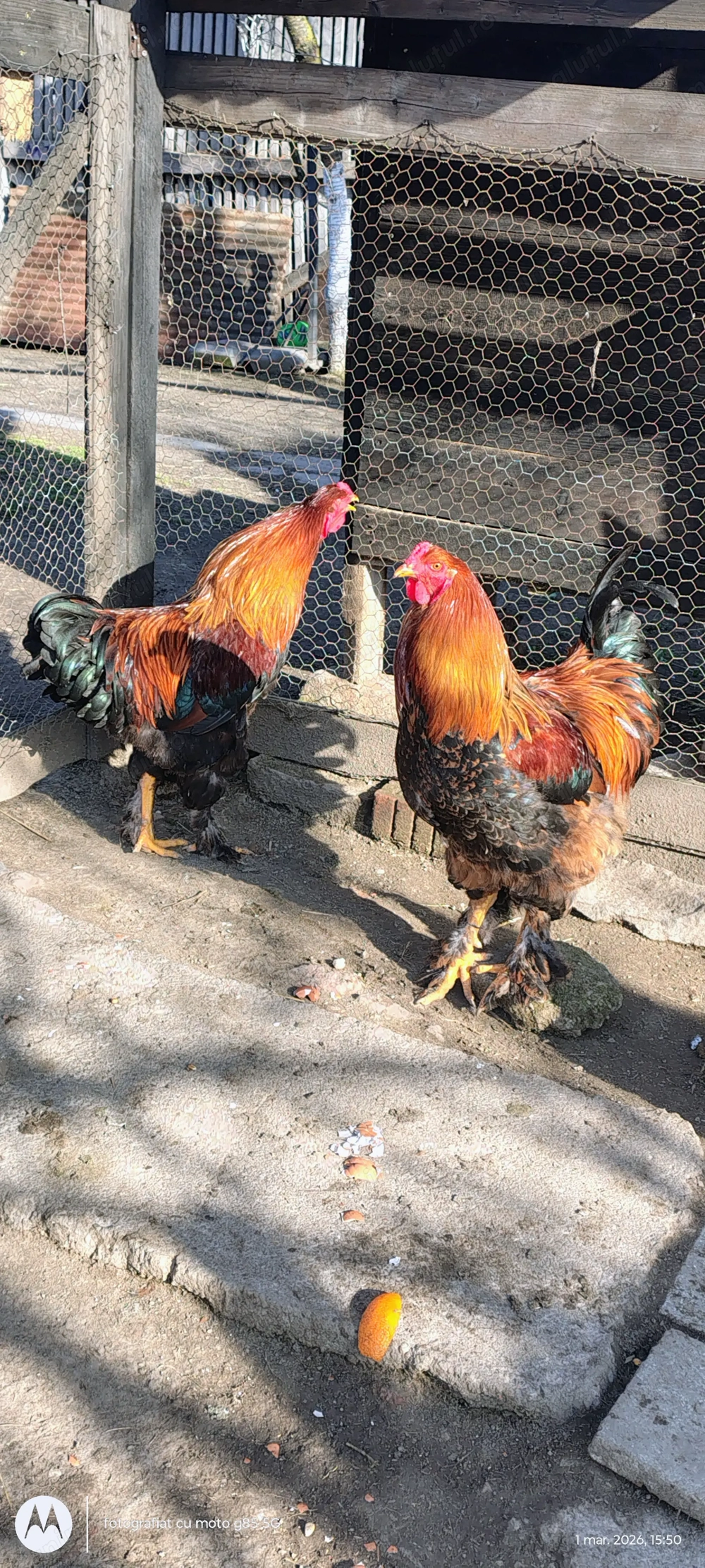 Vând 2 cocoși de anul trecut 