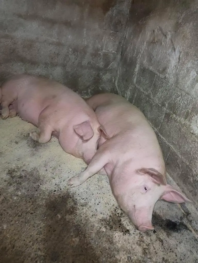 Porci 70-130 kg Iernut