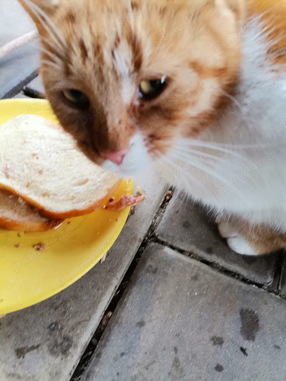 Donez pisică Gestantă