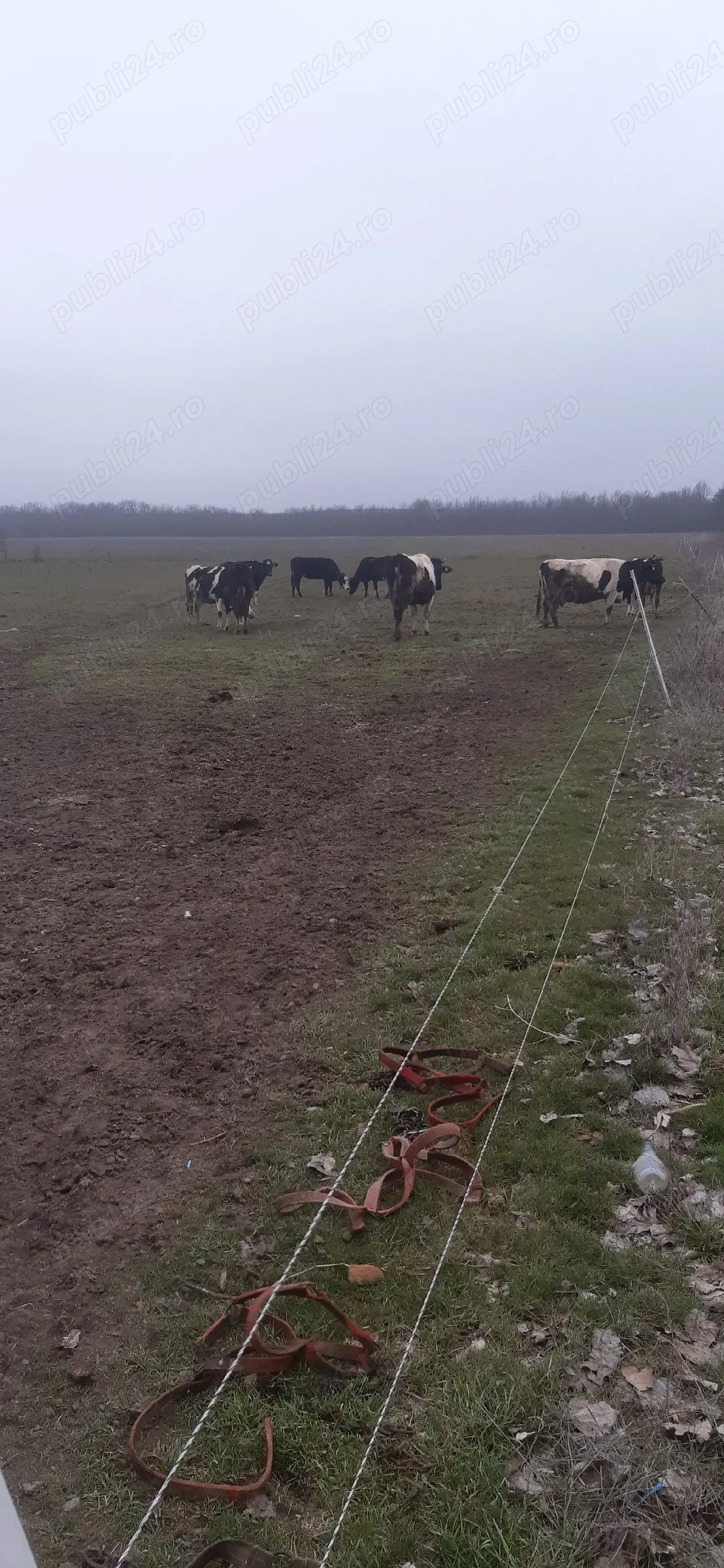 Vand 20 de vaci de lapte din rasa BNR ,unele fătate altele gestante .