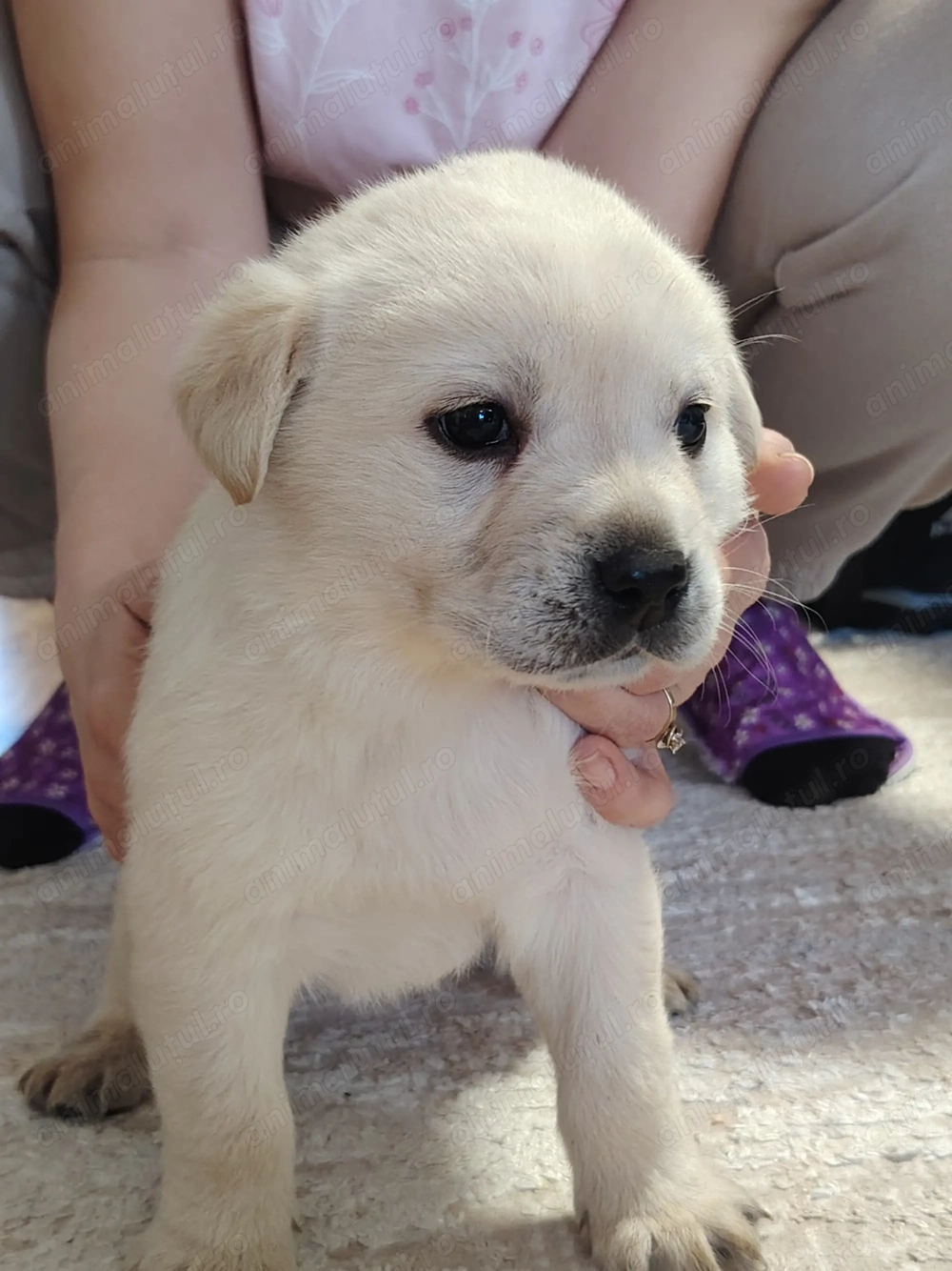 Căței Labrador Golden 