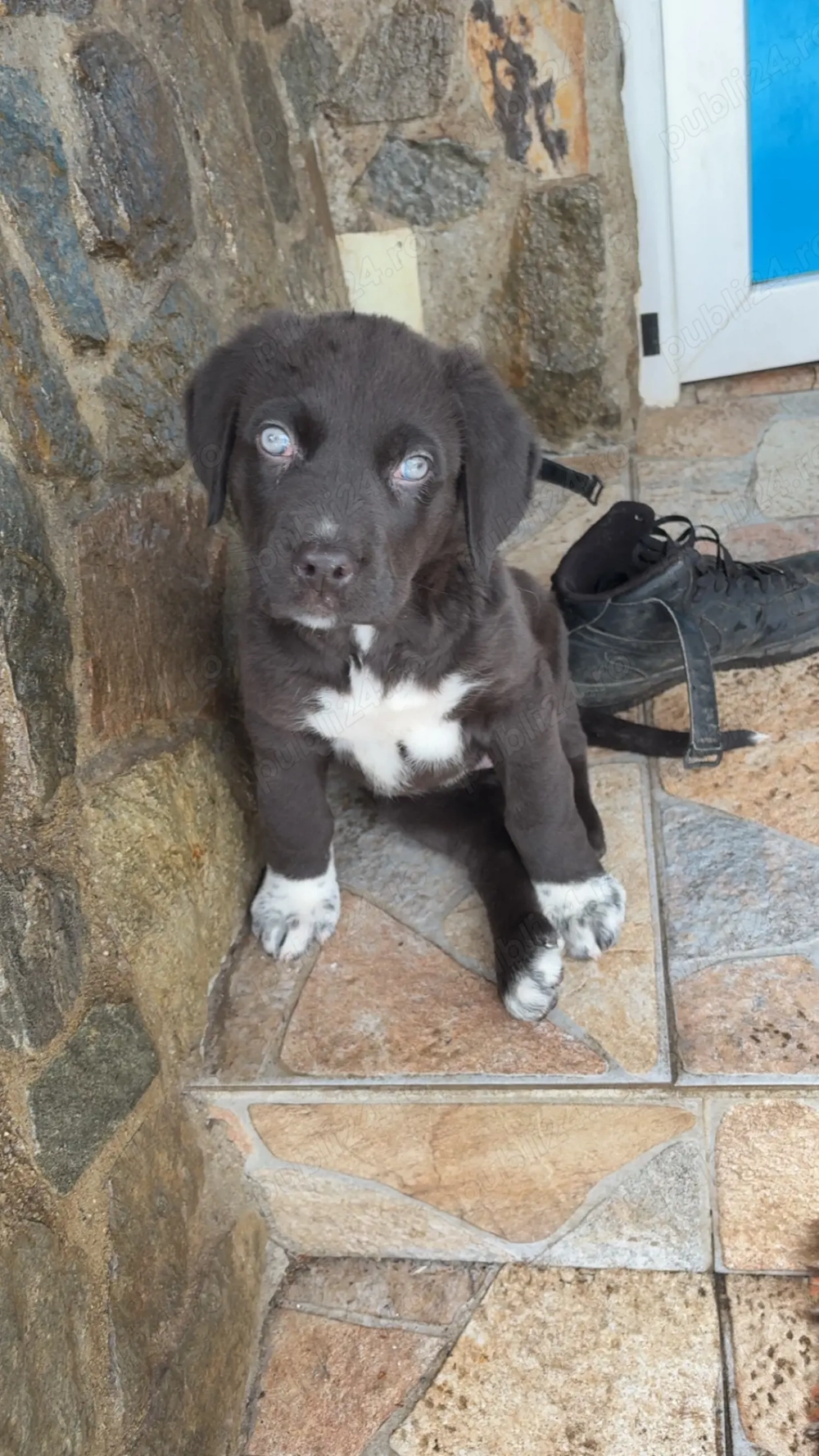 Femela Asia centrală 