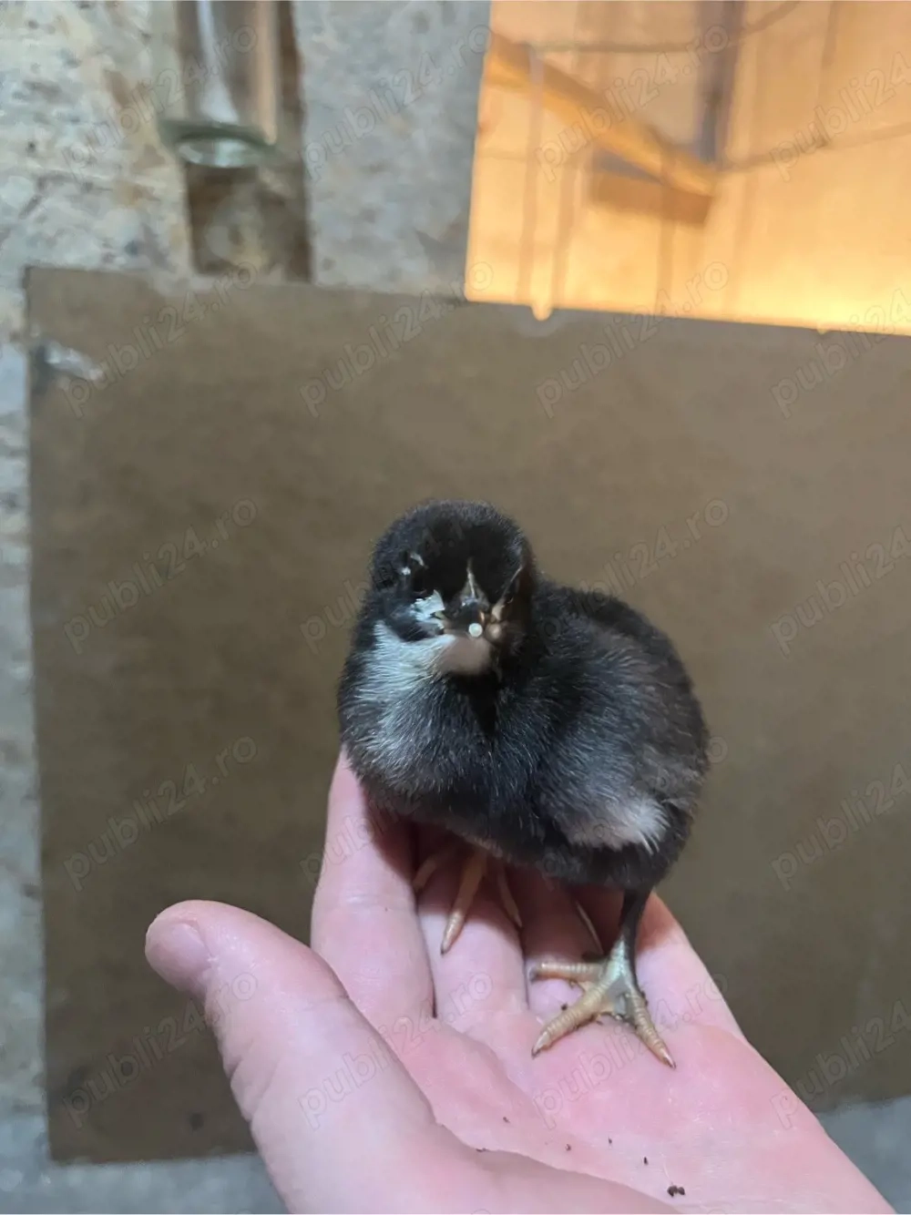 vand pui de gaina australorp 