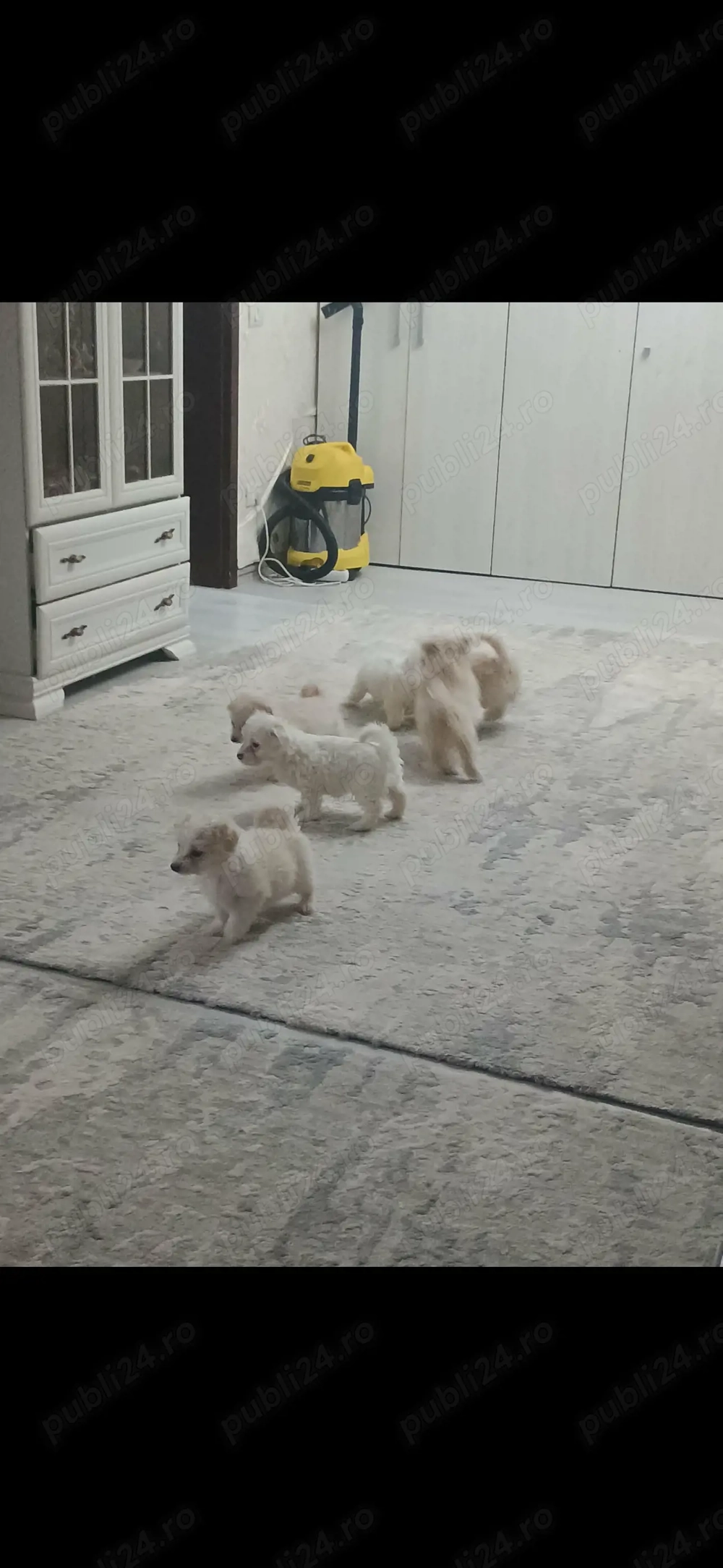 Pui se afla in targoviste.