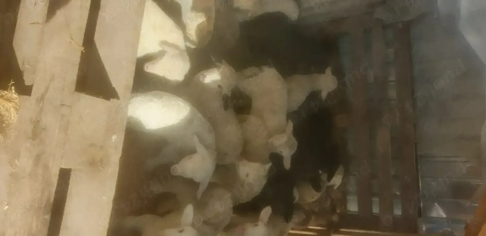 Vând mieii din doiii