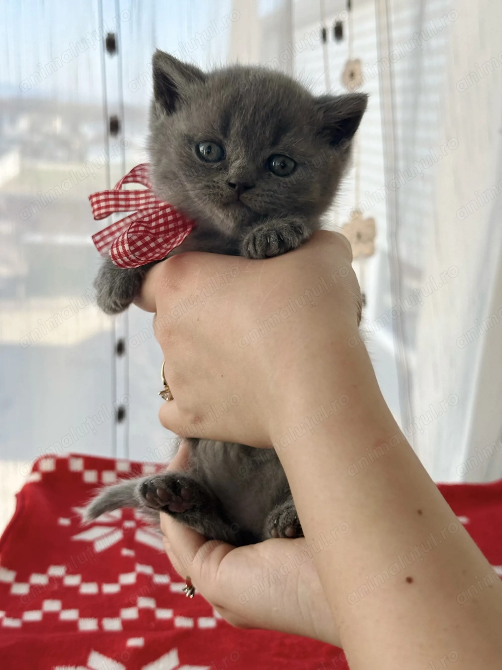 Pui British Shorthair de vanzare