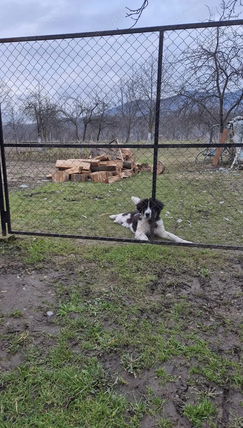 Vand Mascul Ciobanesc de Bucovina 