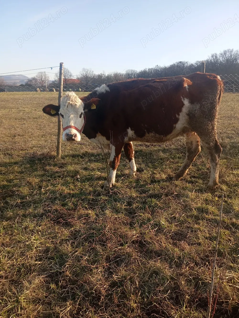 de vânzare o junincă la prima fatare 