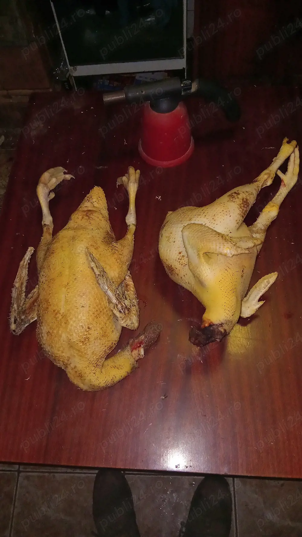 familie de găini la 75 lei kg pe viu 