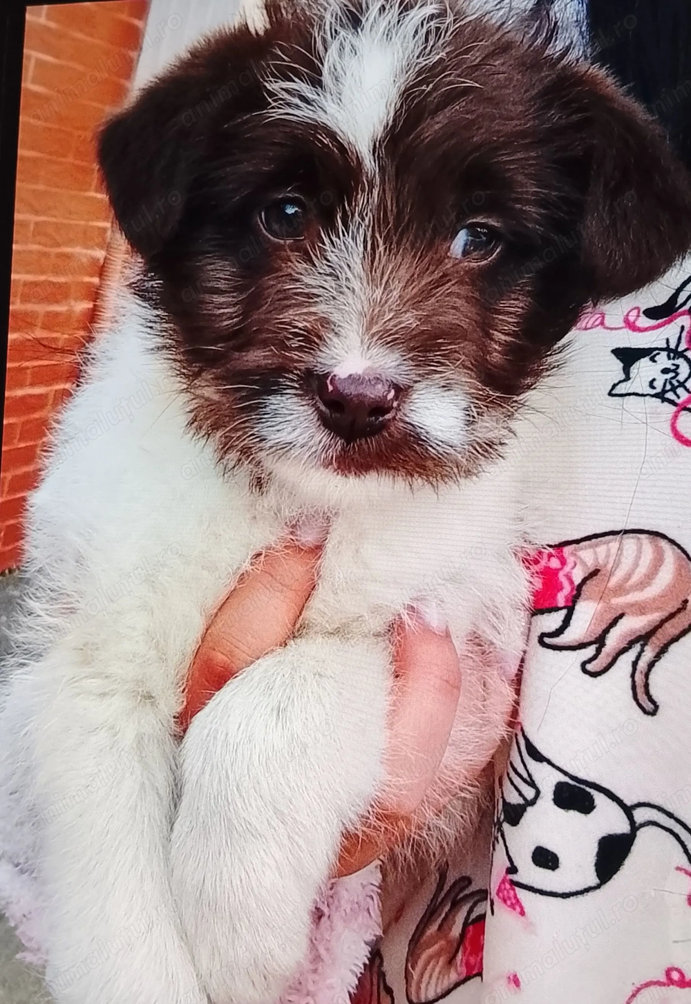 Jack Russell terrier sârmos baietel