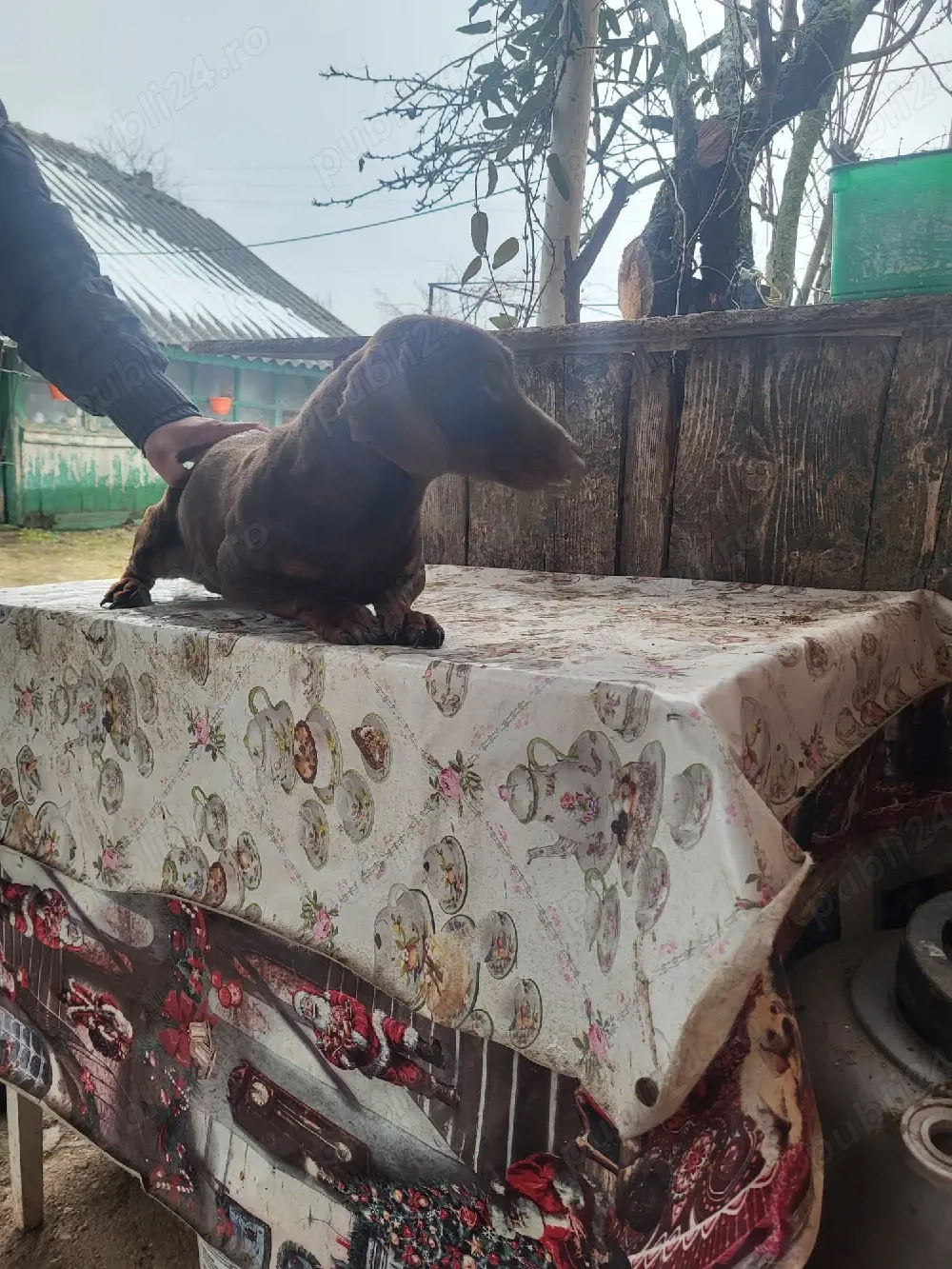 Vând teckel mascul 11 luni.