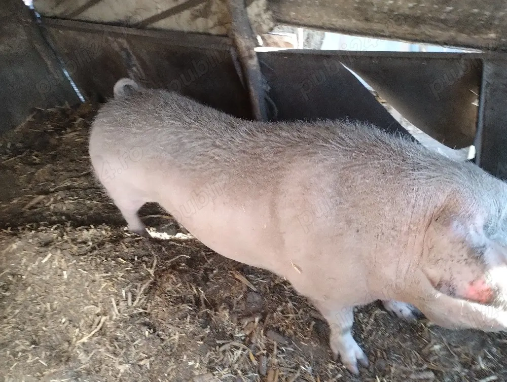 porci de vânzare 