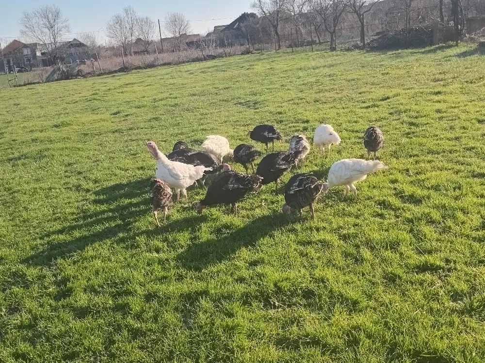 vînd curcani țârânești .