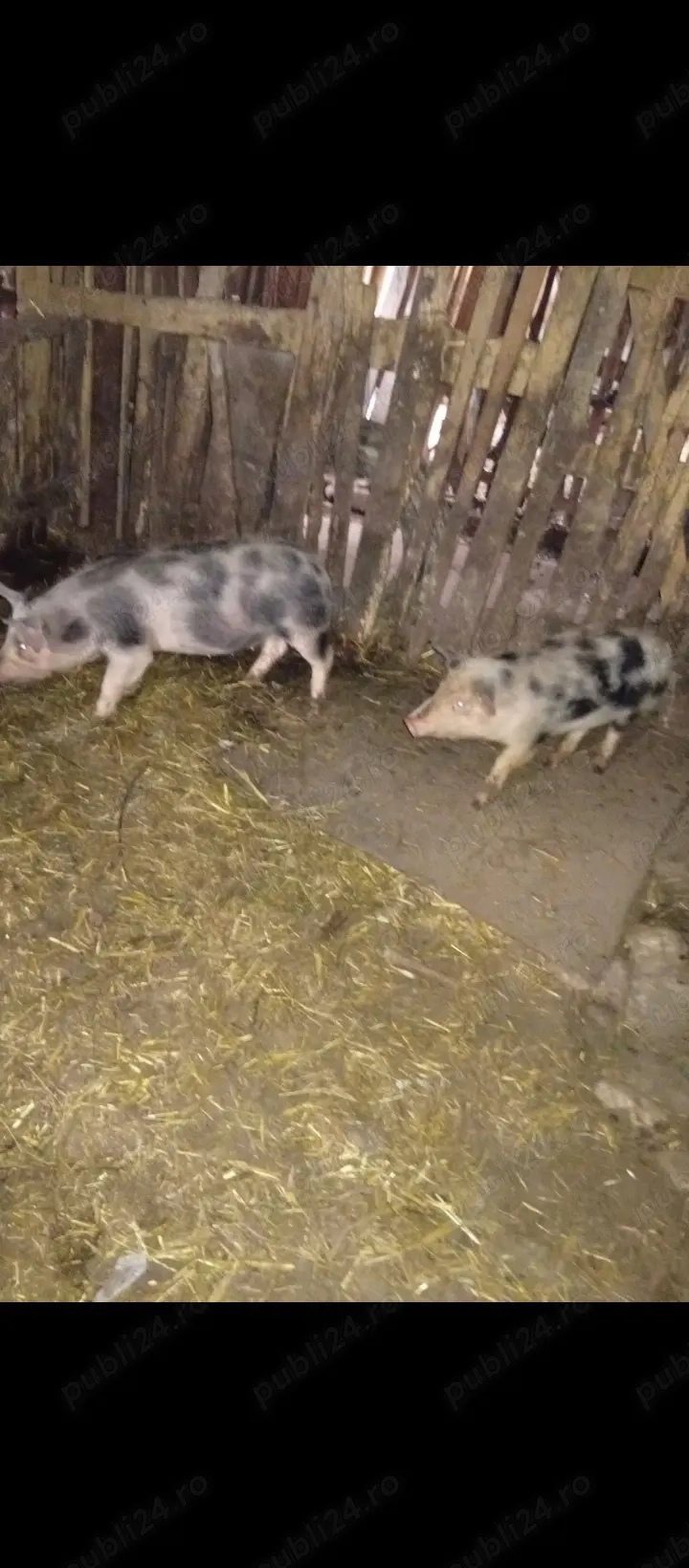 Purcele de vînzare in Bălcești, Gorj 