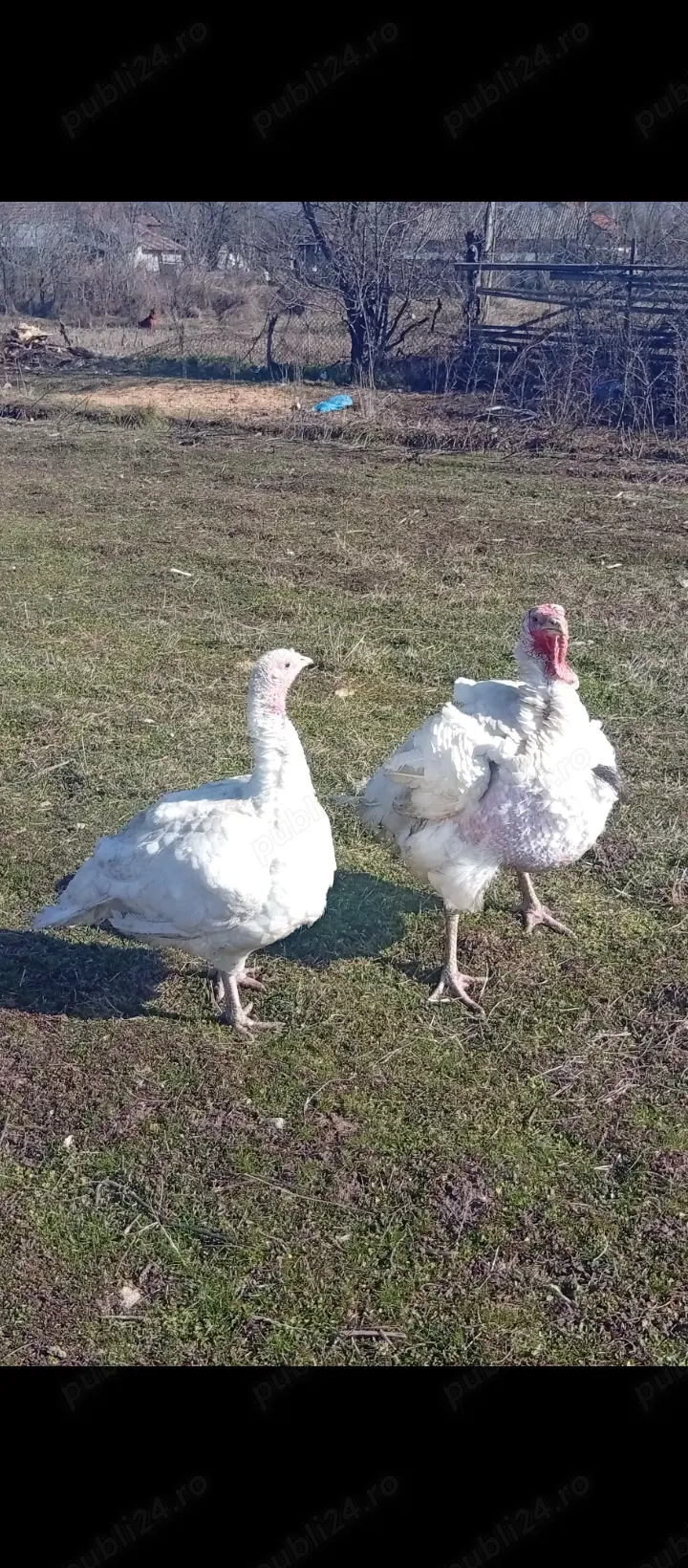 Curcan și curca de vînzare in Bălcești, Gorj 