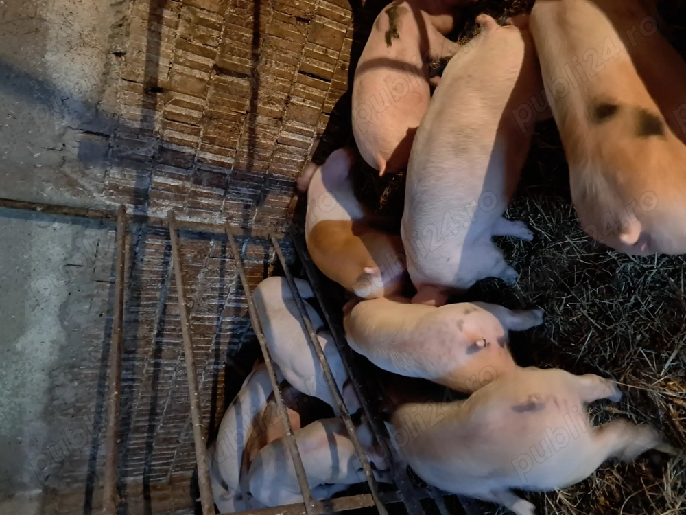 soldani de carne 25-30kg