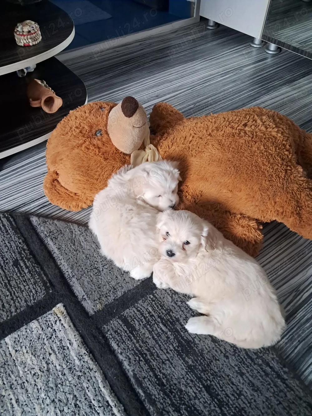 Suntem doi băieți de două luni 