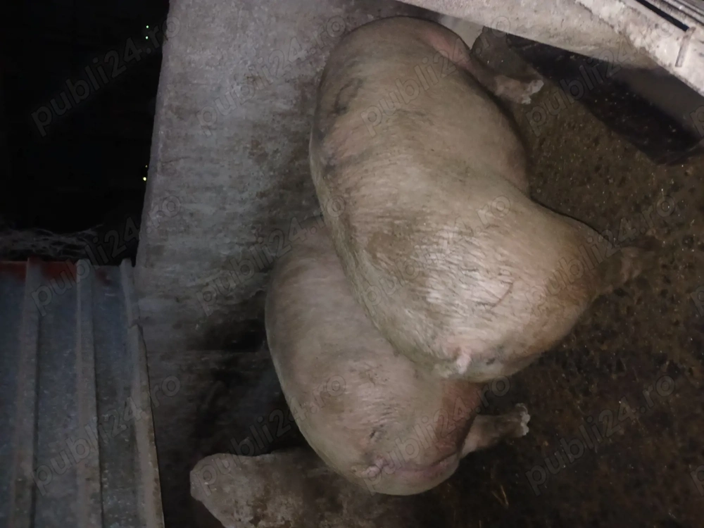 Porci mari 130 170kg == 11 lei kg
