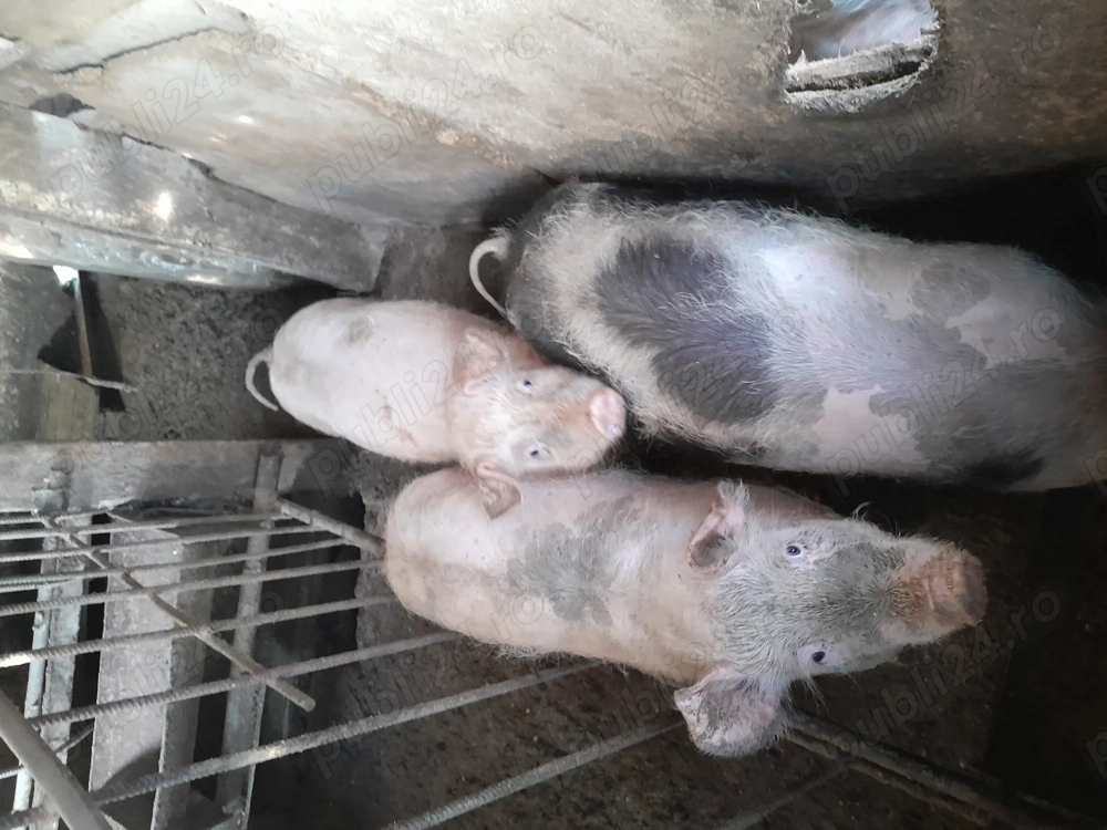 Porci  din propria gospodărie. 