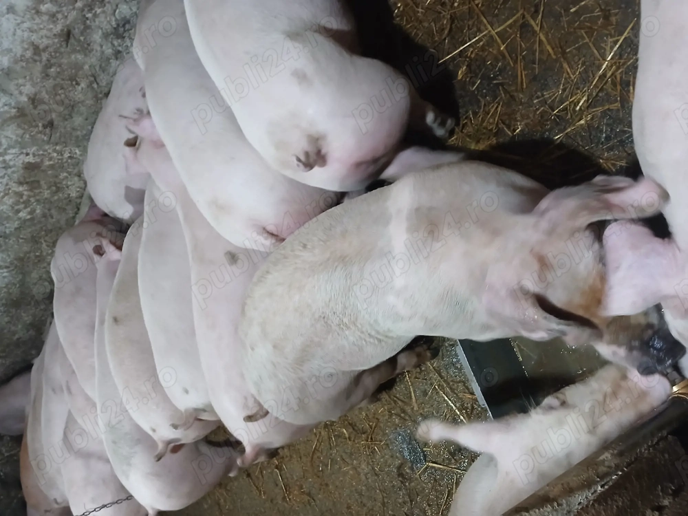 Purcei castrati landras x duroc 40 50kg