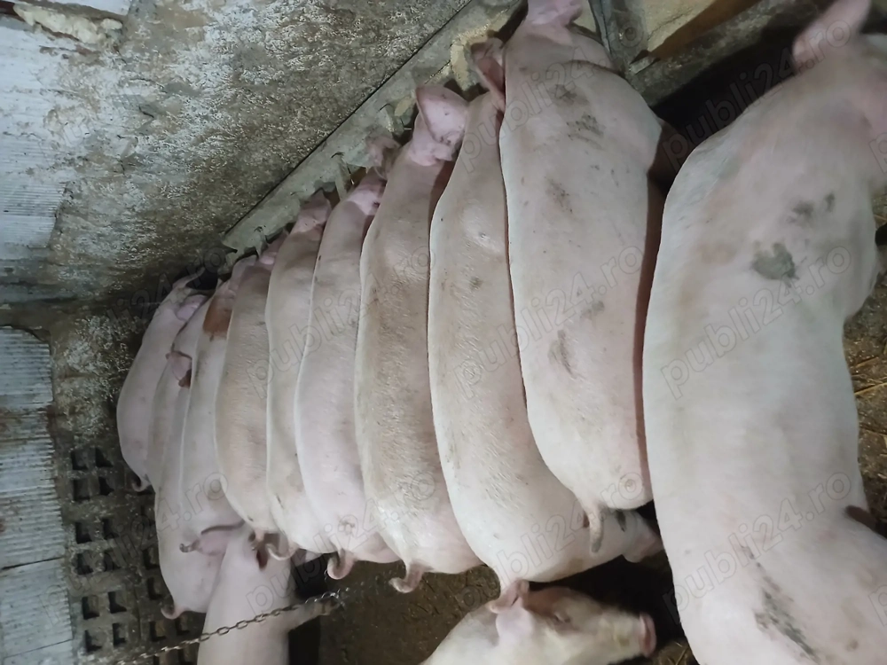 Purcei si porci mari 45 170kg