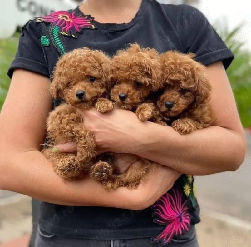 Pui de pudel sănătoși și drăguți