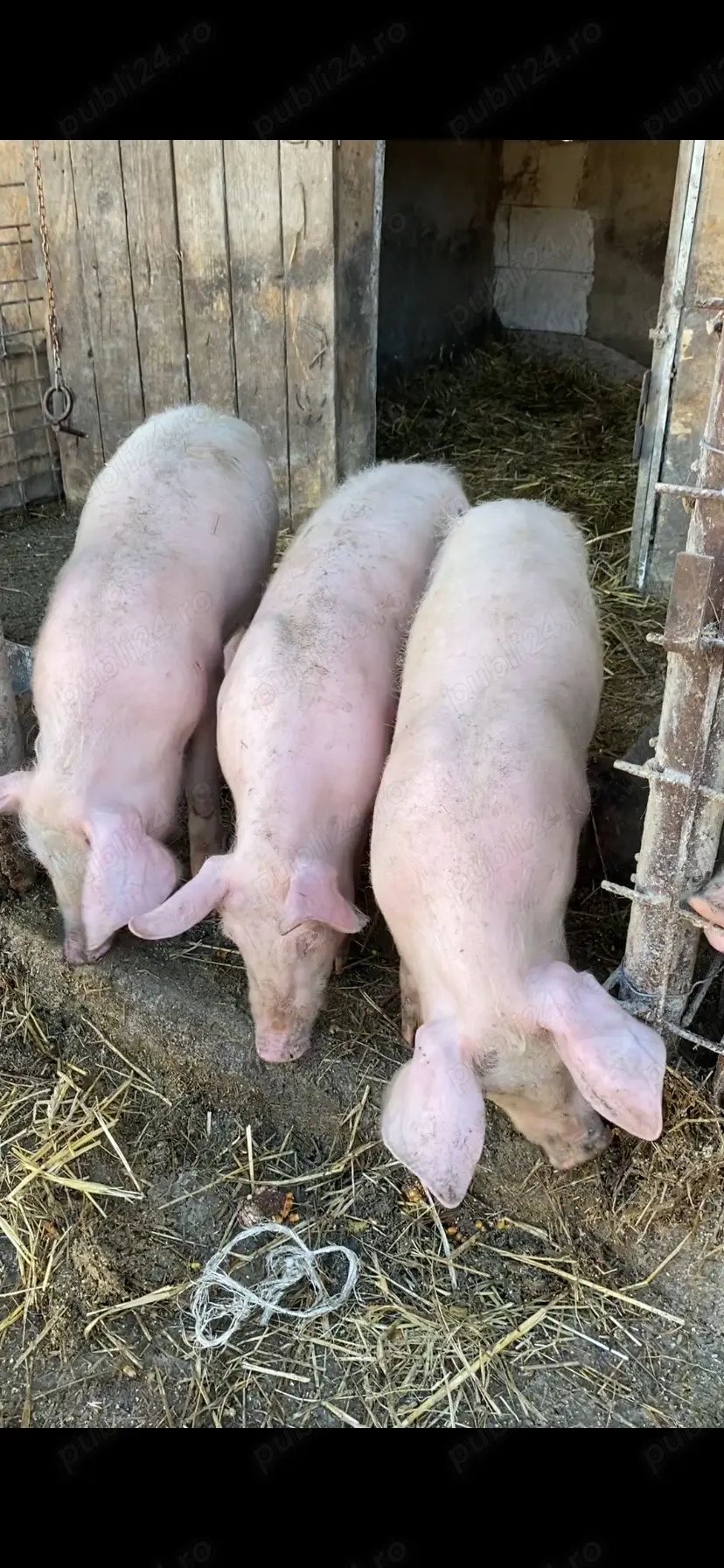 5 scrofite si 1 vierut