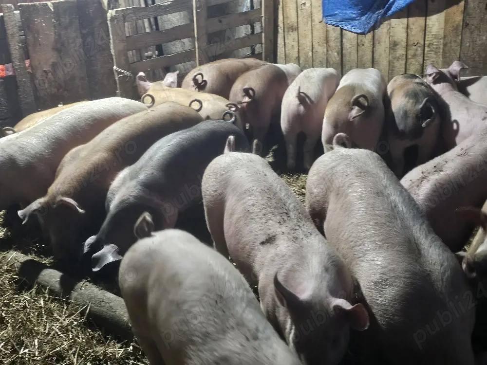 vând 14 soldani rasa de calitate de carne 50-55 kg mascul castrați 