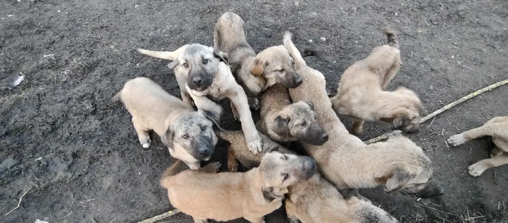 Pui Kangal