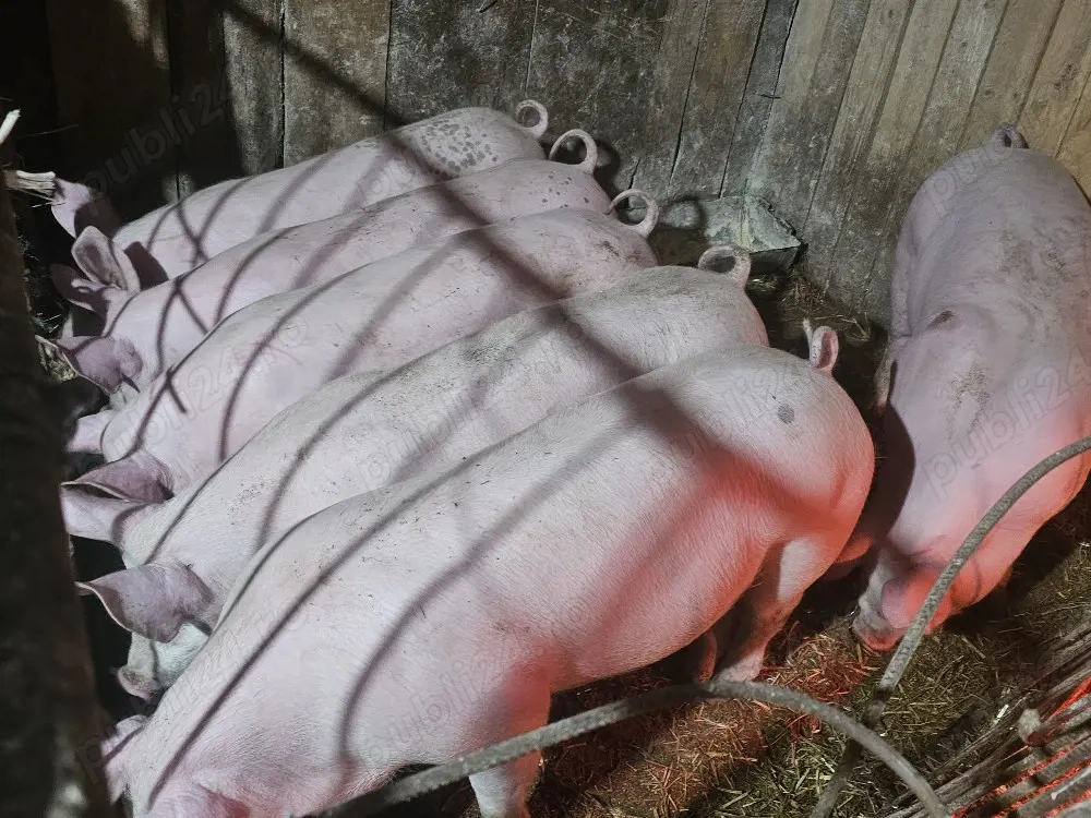 vând 6 soldani rasa de calitate de carne pic mascul castrați 60-70 kg 