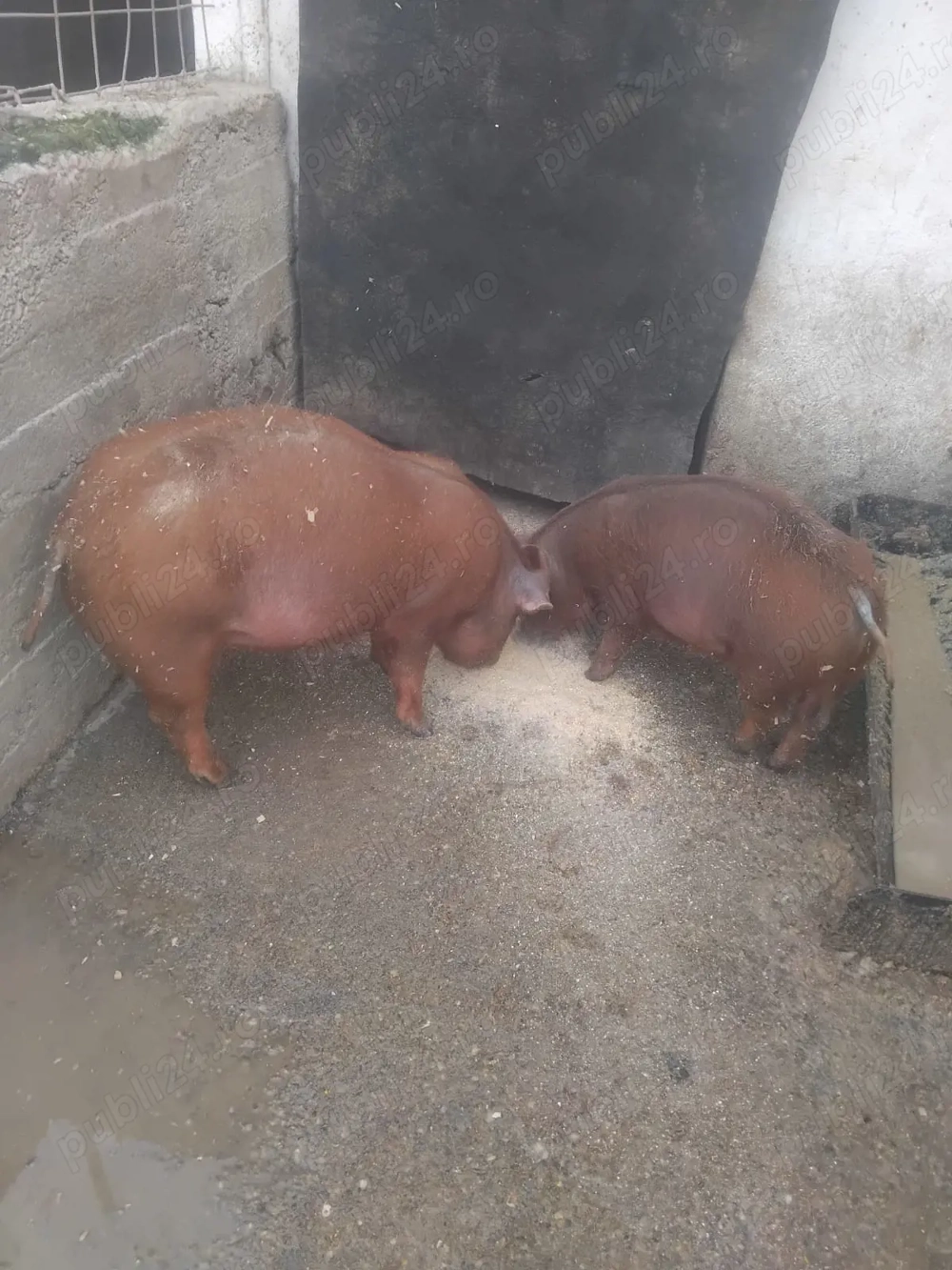 Vind 2 grăsuni durok