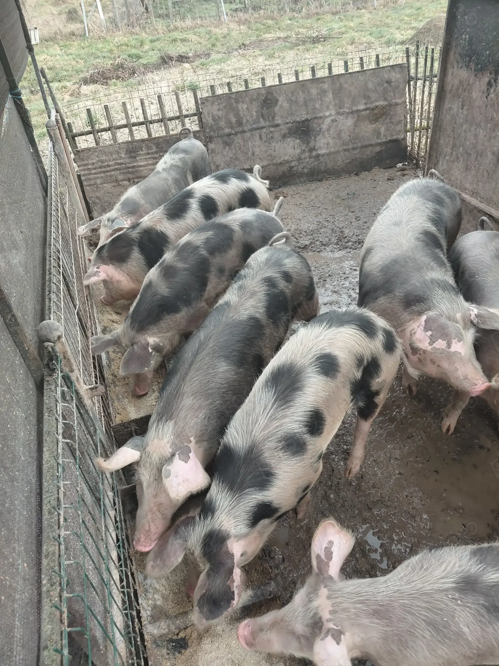 purcele pentru reproducere 