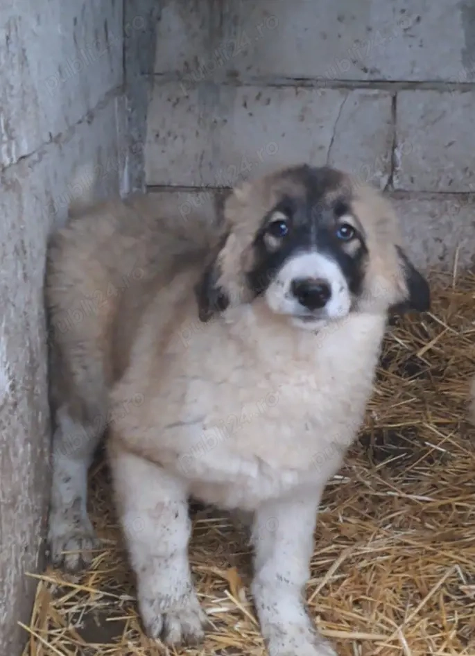 Ciobanesc Românesc Carpatin 