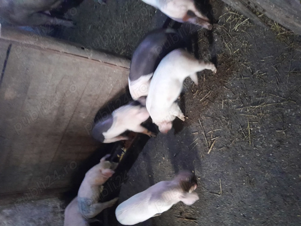 Purcei  ab de Banat cu  basna și  scroafă basna cu purcei 