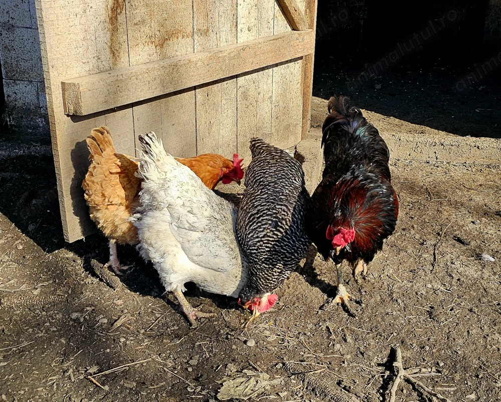 Gaini, cocosi si ratoi