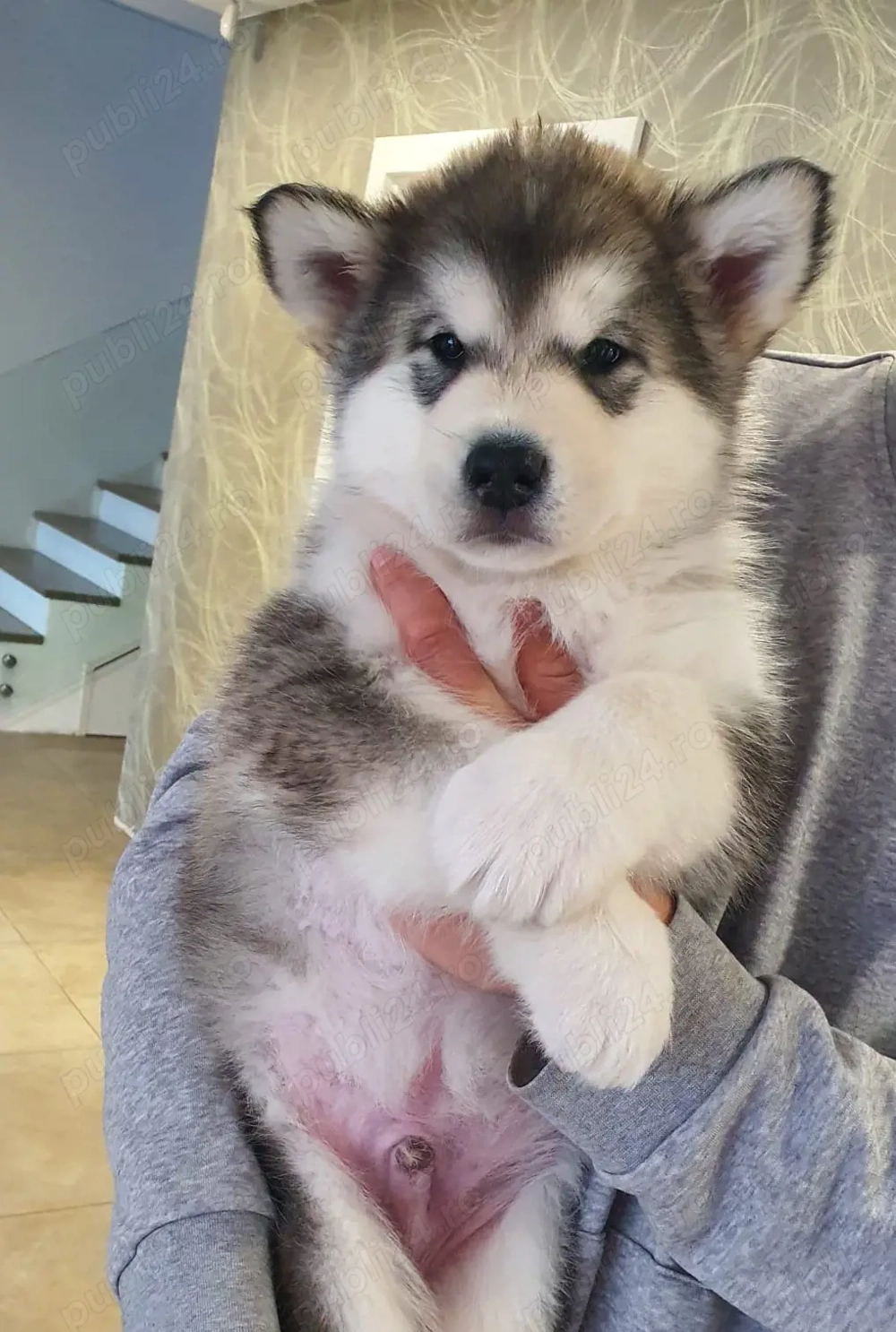 Pui Malamut de Alaska cu Pedigree - calitate exceptionala