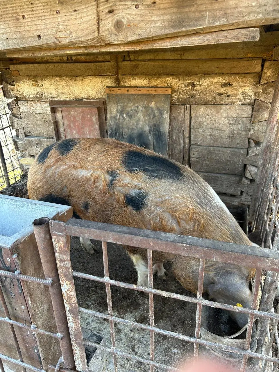 URGENT! Porc de vanzare