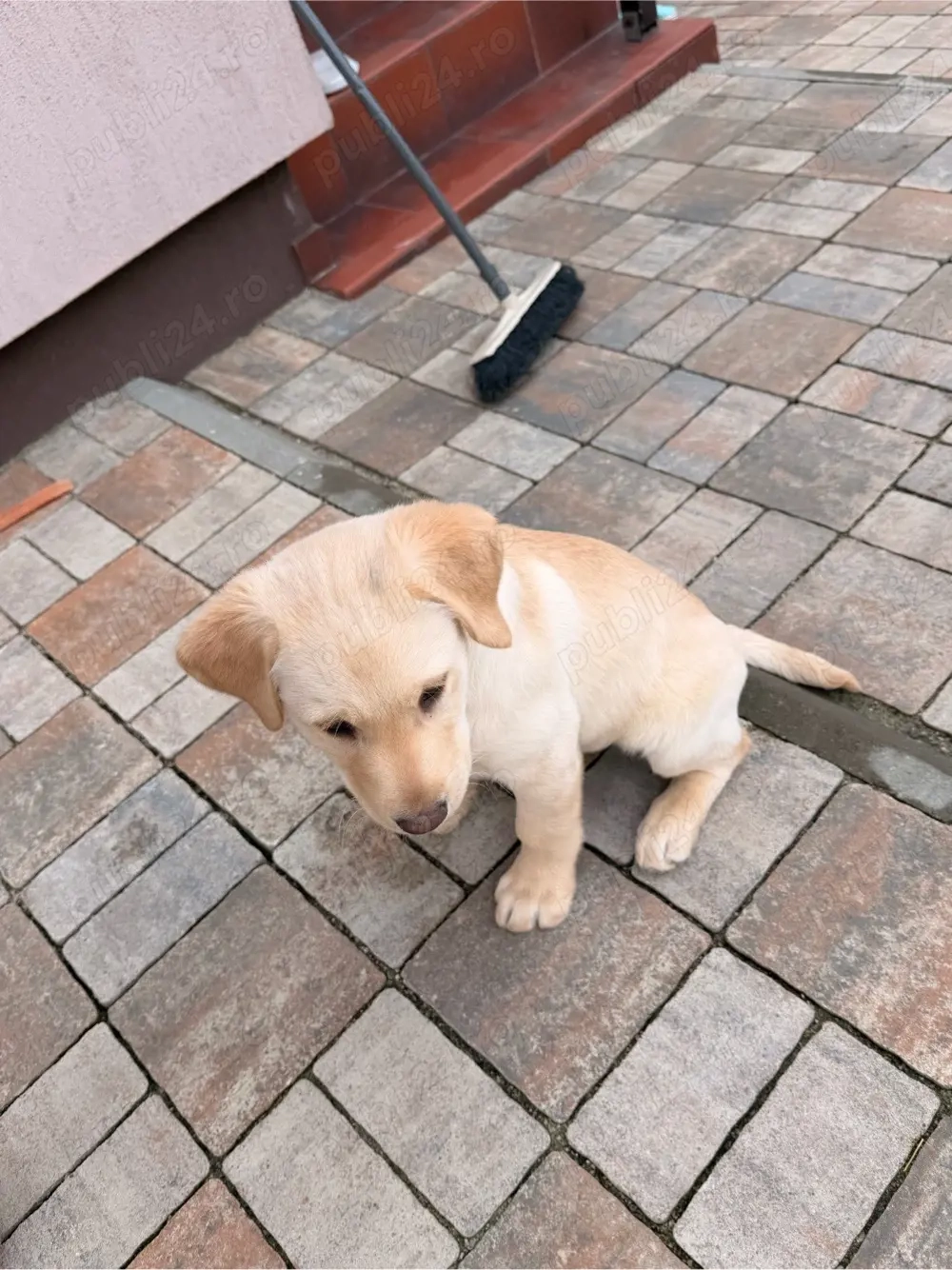 Vand pui de labrador retriver-9 sapt- vaccinat, microcipat, carnet de sanatate.