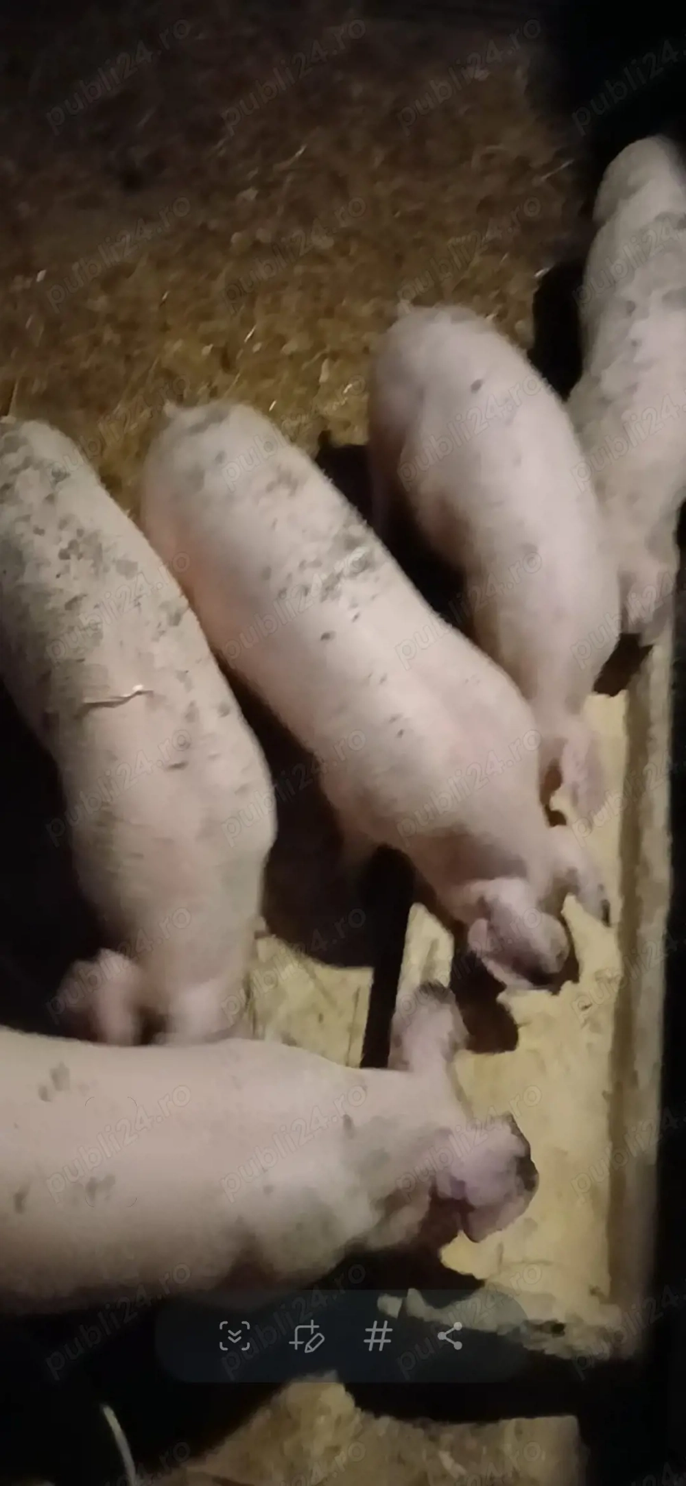 vând purcei 30. 35 kg 