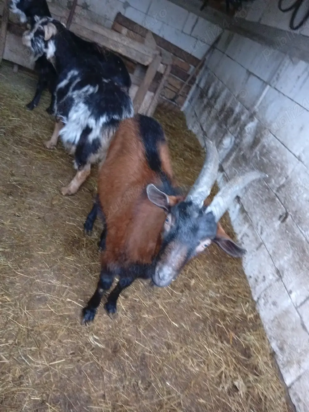 Vînd s-au schimb Țap alpin Francez 