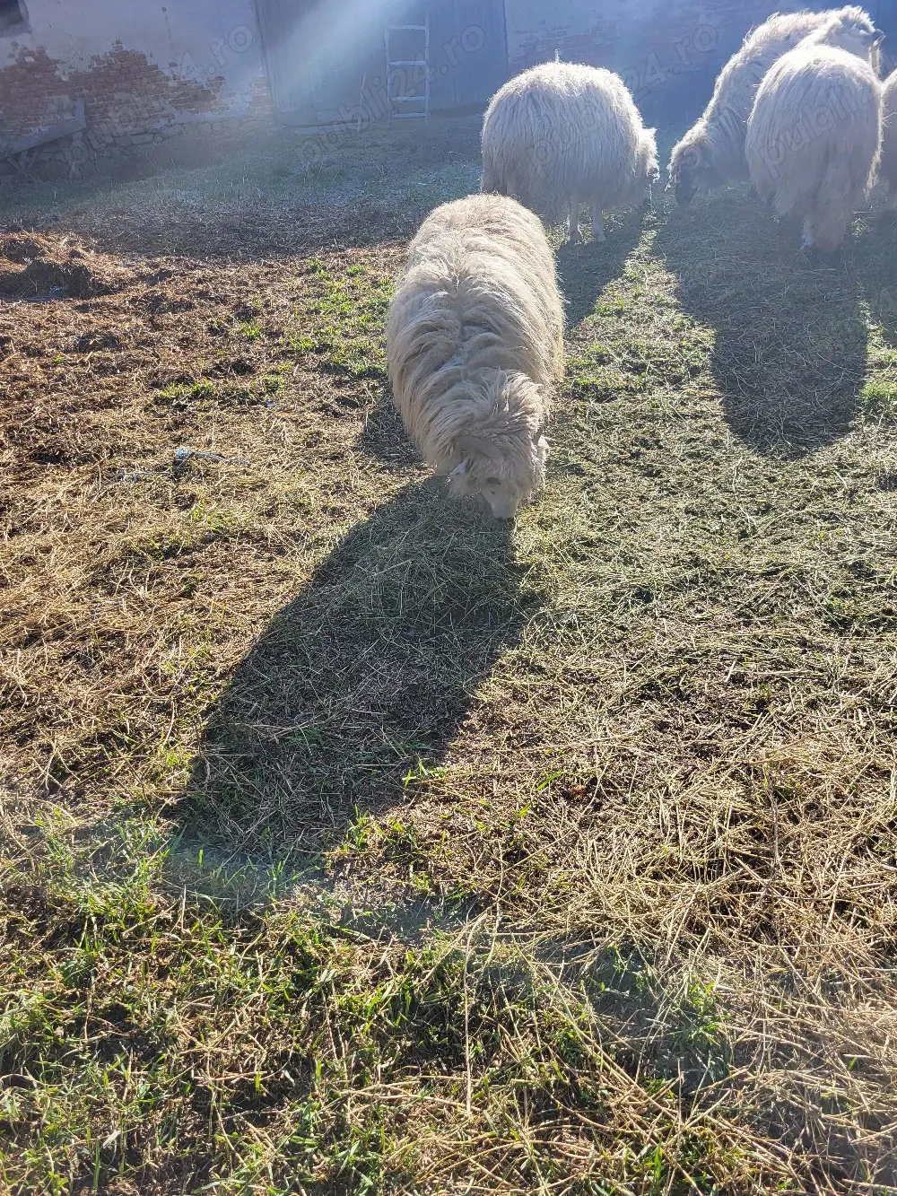 Vand o mioara si 2 miele