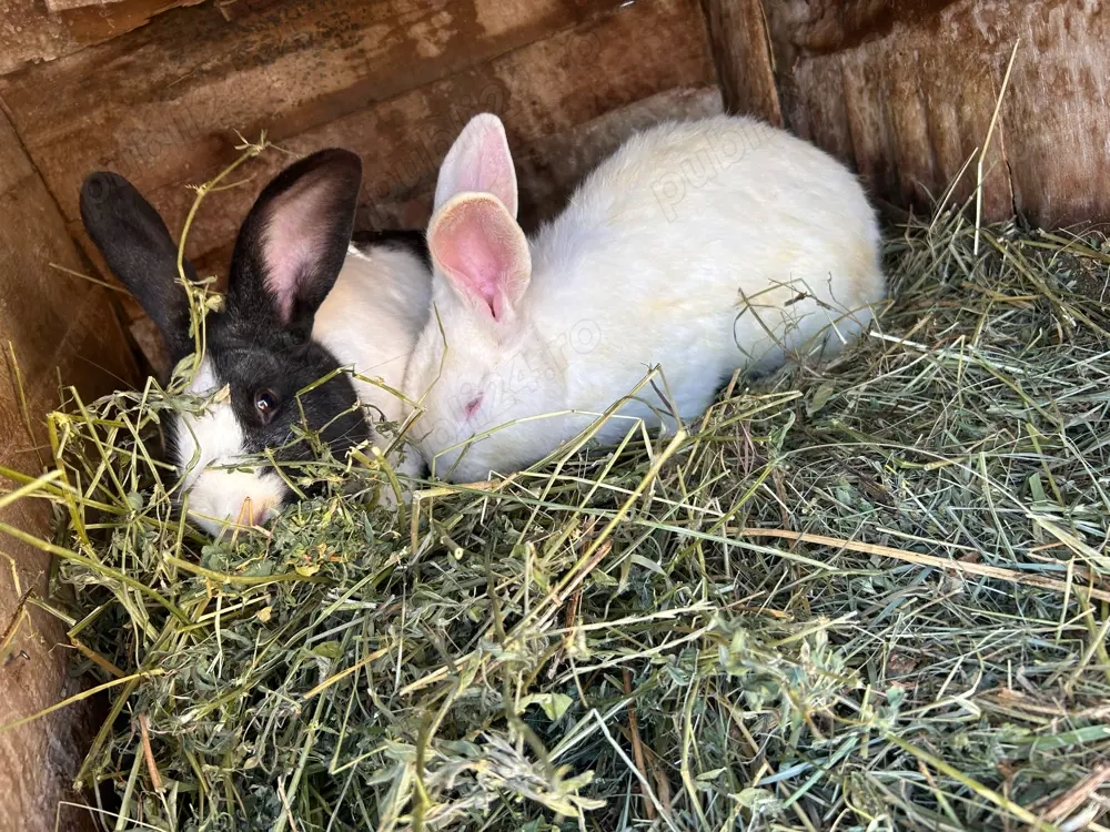 iepeurasu dragalasi de vanzare 