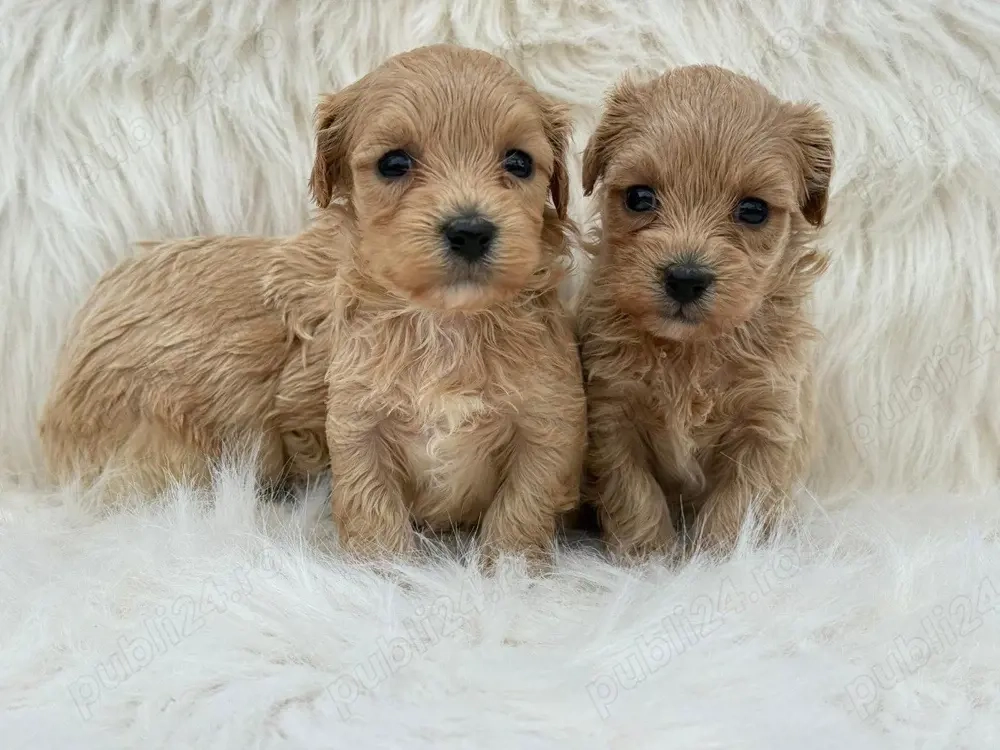 Puiuti de mini Maltipoo 