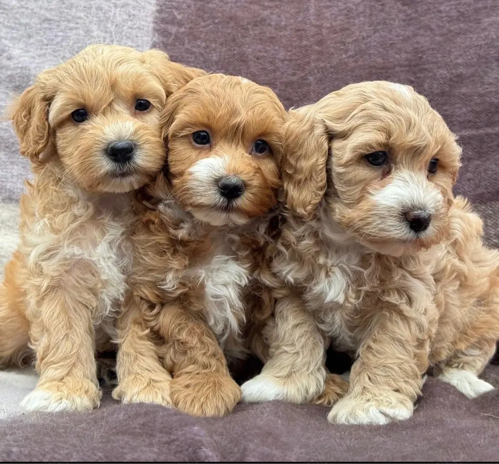 Puiuți Maltipoo mini, tată pudel, mamă bichon