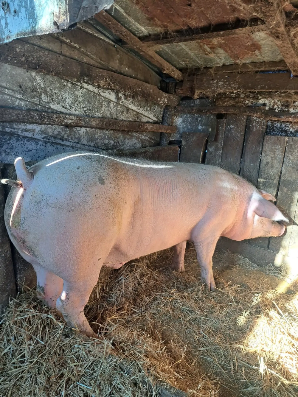 De vanzare în Marsani Dolj