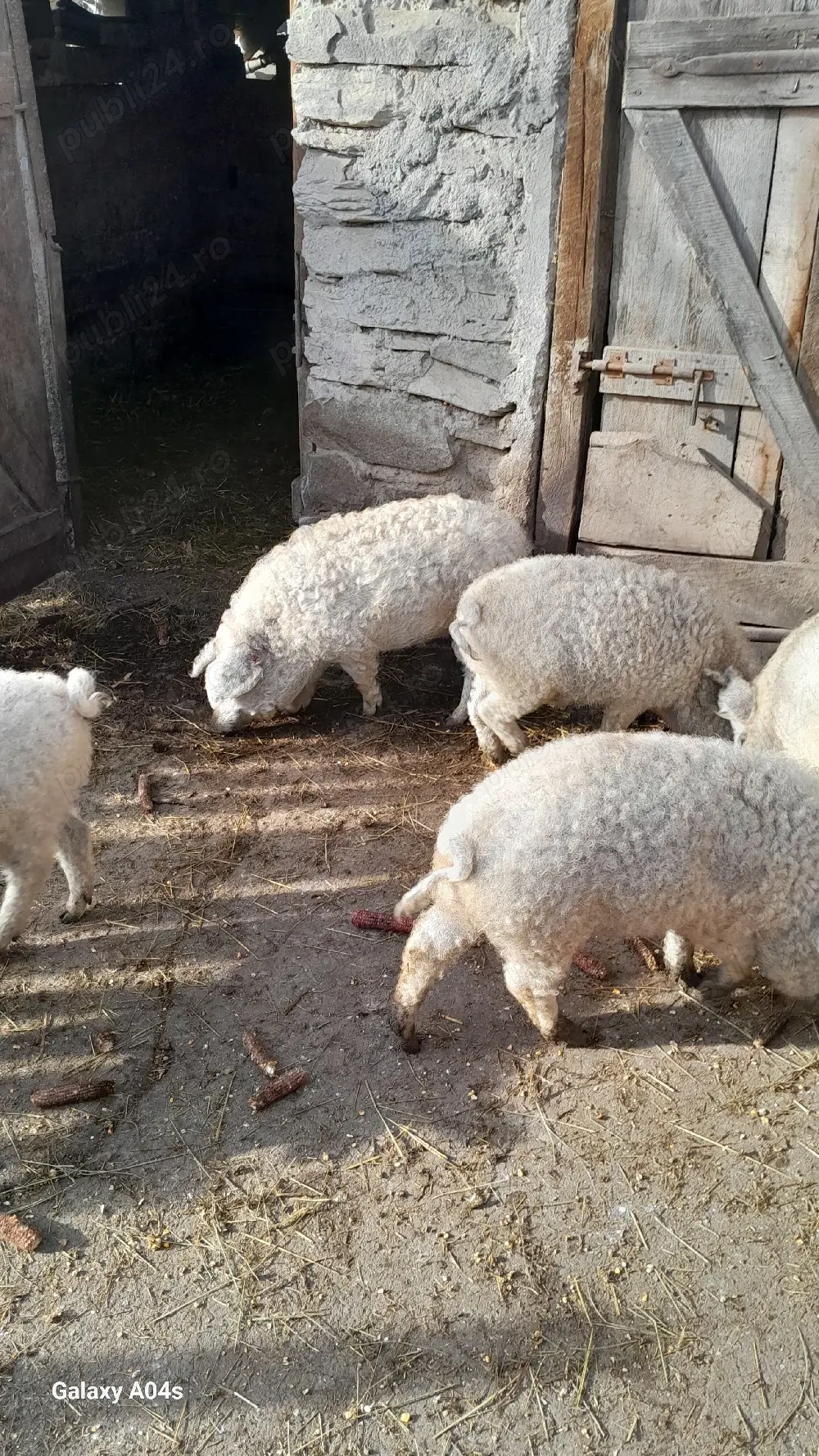 Vînd șaldei mangalița de tăiat pt.paște de diferite mărimi,la cererea clientului