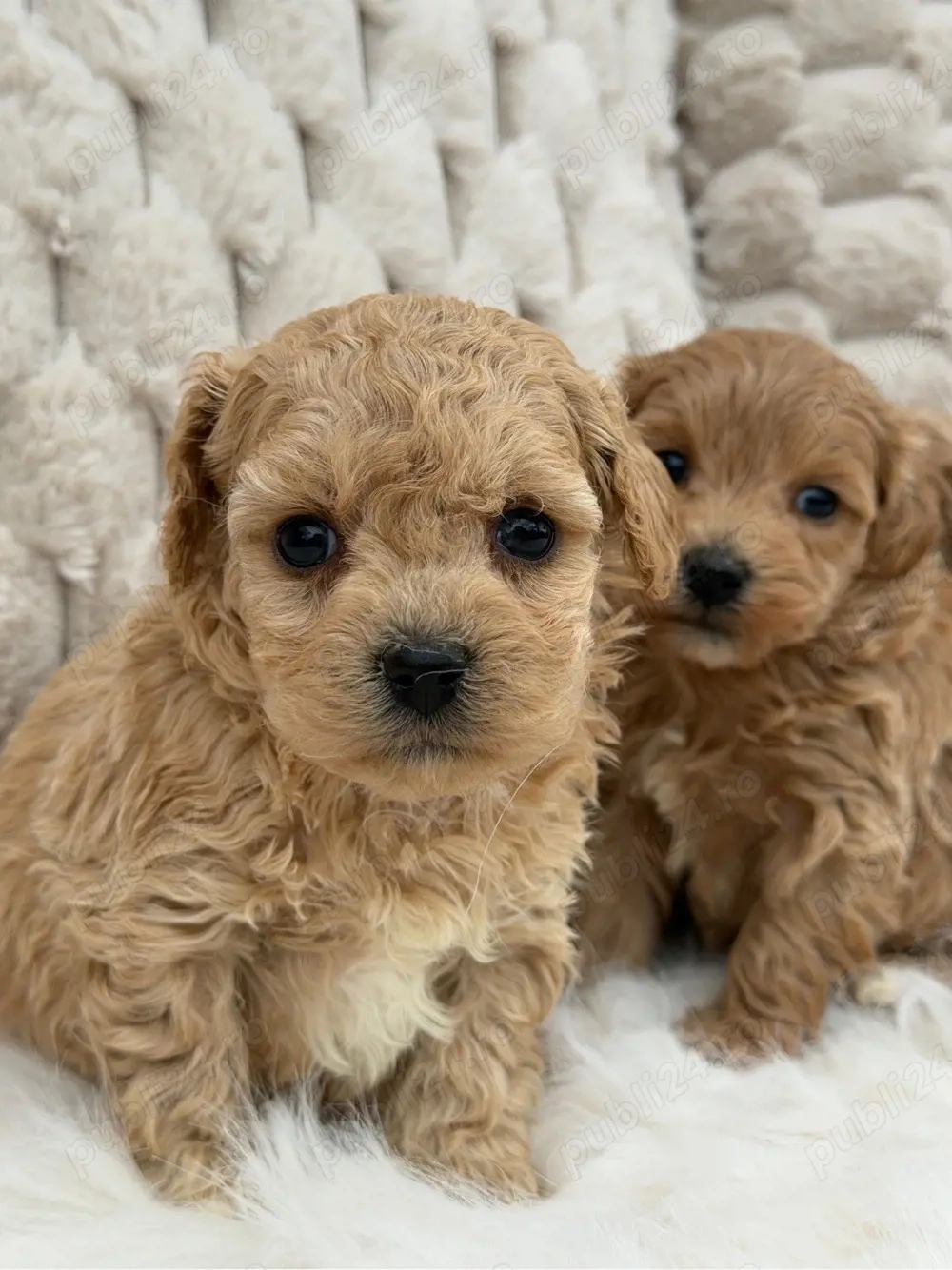 Maltipoo   pudel+bichon 
