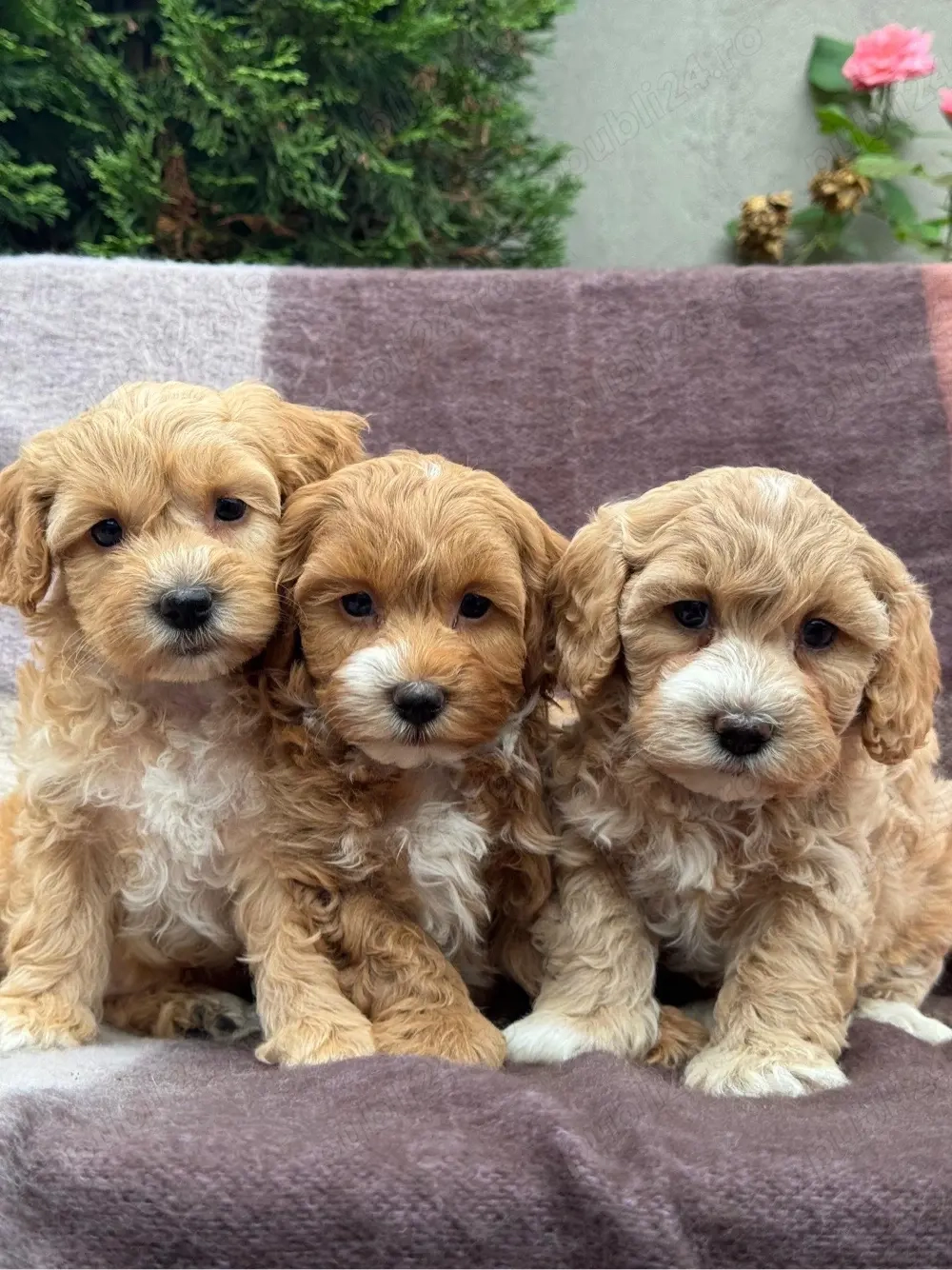 puiuti de Maltipoo pudel mini bichon 