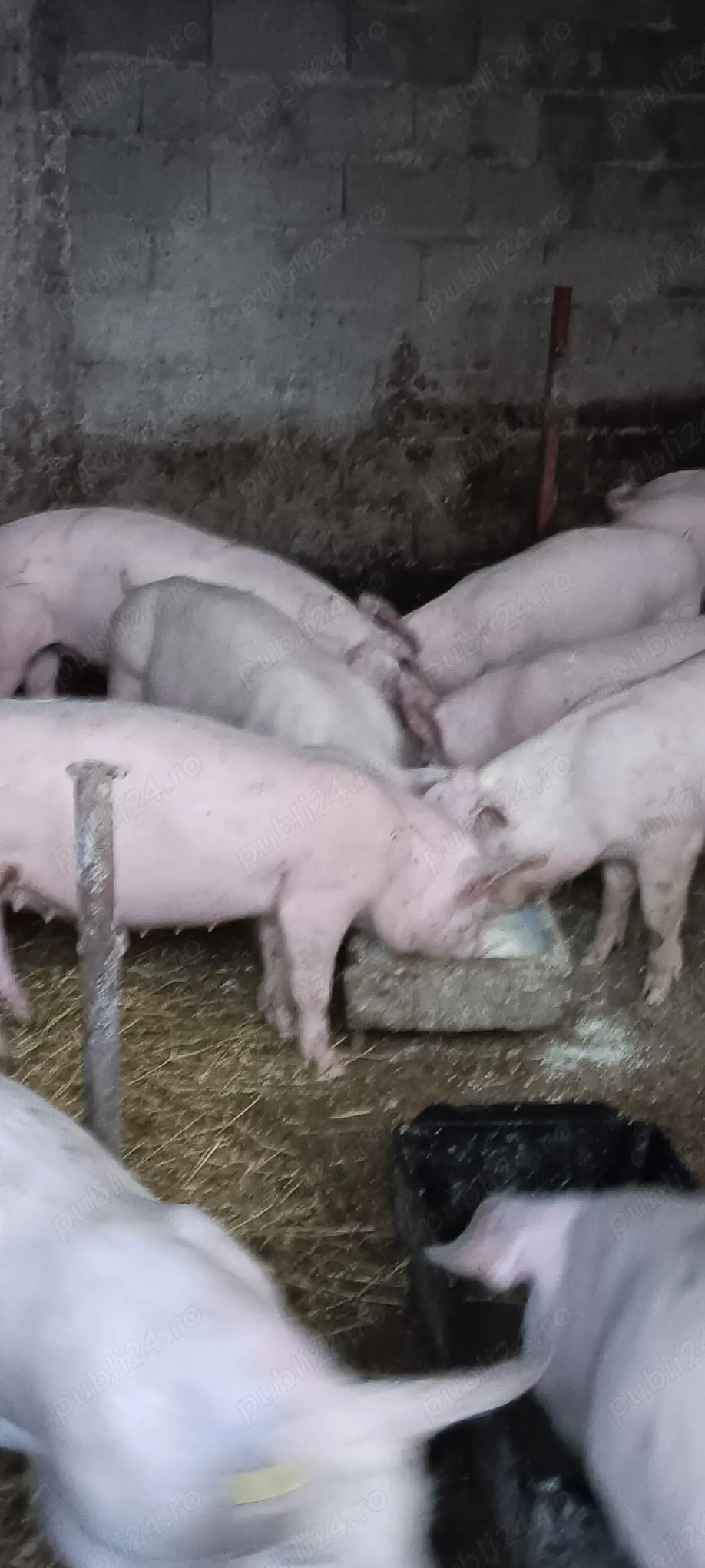 purcei marele alb cu landras 